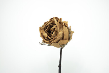 Yellow Roses withered on white background.