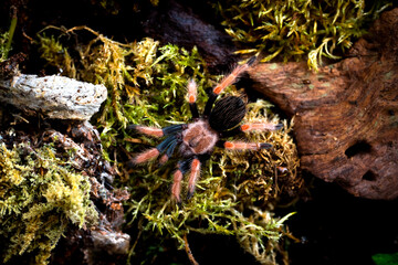 Mexican fireleg spider Brachypelma boehmei