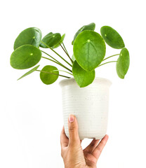 Hand holding Pilea Peperomioides, Chinese money plant, pancake plant or UFO houseplant in a pot,...