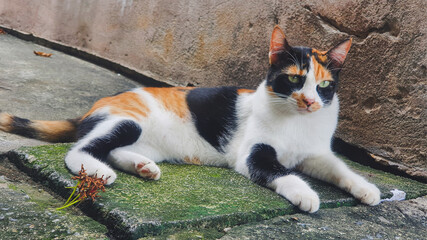 tricolor
cat
stray cat
animal
pet