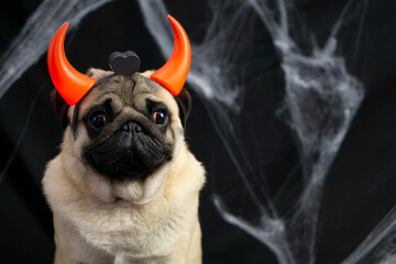 Halloween pug dog with devilish red horns sits on a black background with cobwebs and place for text. halloween animals concept.