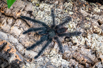 Darth maul tarantula Psalmopoeus victori