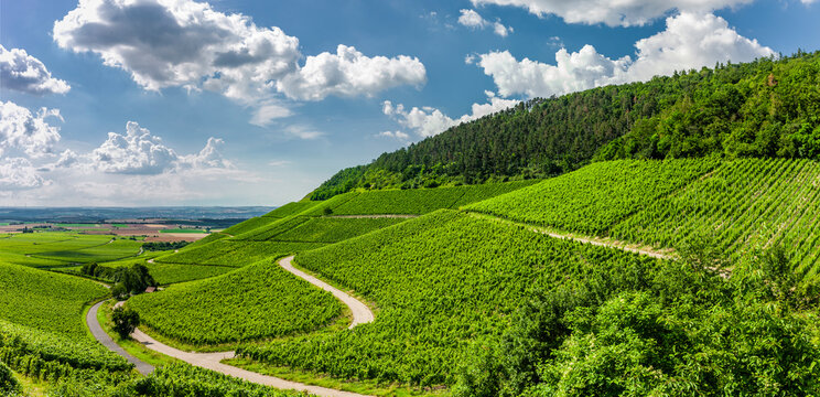 Weinberge im Fr&auml;nkischen Weinland bei Iphofen