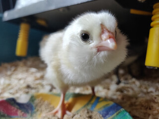 A baby chicken looking into the camera from a close-up perspective
