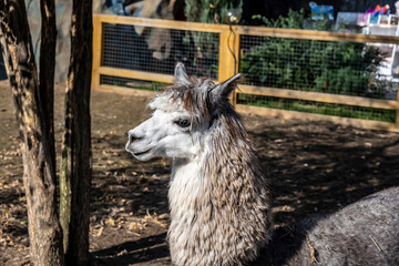 Obraz premium expressive alpaca face close-up on a sunny day 