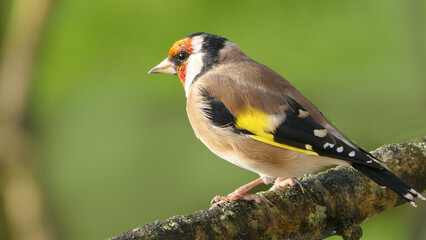 Goldfinch on a branch in a wood in UK