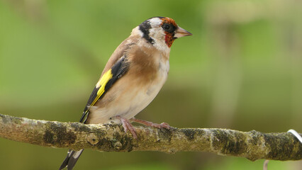 Goldfinch on a branch in a wood in UK