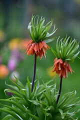 Dwa pomarańczowe kwiaty korony cesarskiej w rozkwicie z zielonym, rozmytym tłem i plamami kolorowych tulipanów. - obrazy, fototapety, plakaty