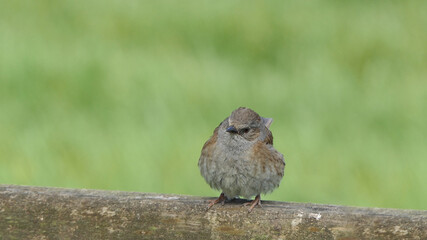 Dunnock chick sitting on a fence in UK