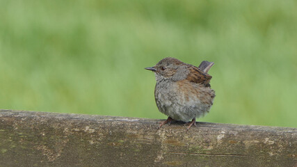 Dunnock chick sitting on a fence in UK