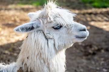 Obraz premium expressive alpaca face close-up on a sunny day 