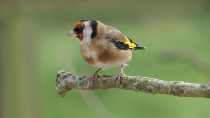 Goldfinch on a branch in a wood in UK