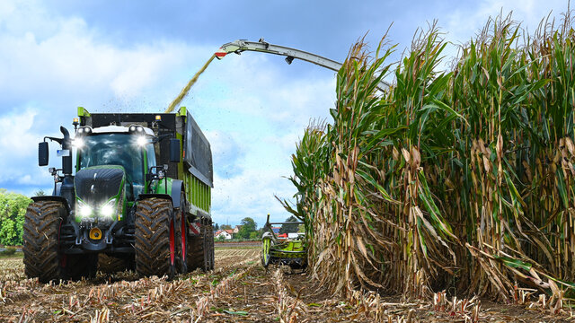 Mais Ernte auf dem Maisfeld mit H&auml;cksler, Maish&auml;cksler M&auml;hdrescher und Traktor mit Anh&auml;nger f&uuml;r die Biogasanlage Industrie.