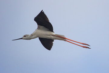 common stilt flying
