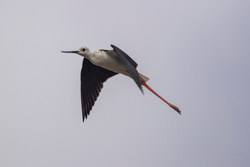 common stilt flying