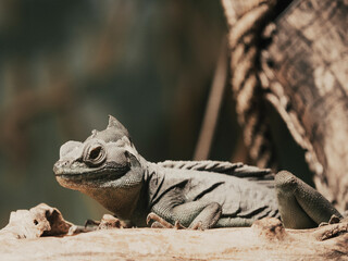 Lagarto atento a su presa 