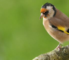 Goldfinch on a branch in a wood in UK