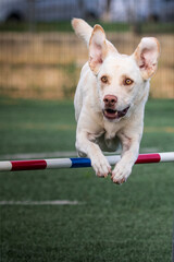 Labrador dog doing agiliti jumping an obstacle on grass in vertical format.