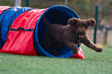 small brown water dog doing agiliti coming out of the tunnel