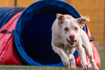 Labrador dog doing agiliti coming out of the tunnel