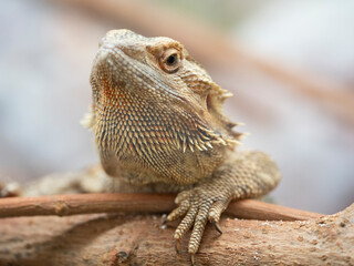 Lagarto atento a su presa 