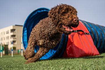 small brown water dog doing agiliti coming out of the tunnel