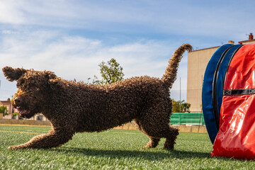 small brown water dog doing agiliti coming out of the tunnel