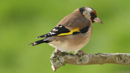 Goldfinch on a branch in a wood in UK