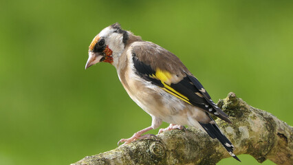 Goldfinch on a branch in a wood in UK