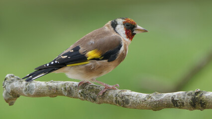 Goldfinch on a branch in wood in UK