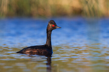 Podiceps nigricollis in profile in the water