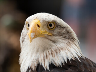 bald or american eagle, white head and yellow bill, clear eye