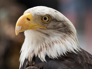 bald or american eagle, white head and yellow bill, clear eye