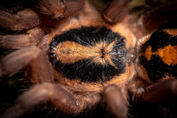 Pumpkin patch tarantula hapalopus formosus