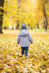 Little child stands with his back in the park on autumn leaves