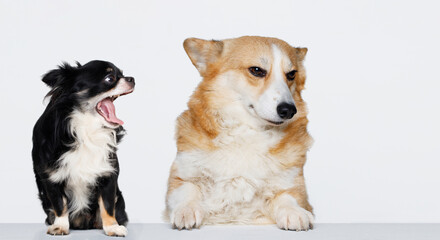 Little dog boss and her subordinate. Portrait of two funny dogs on a gray background.