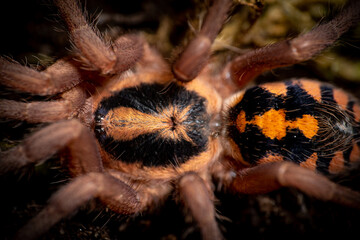 Pumpkin patch tarantula hapalopus formosus