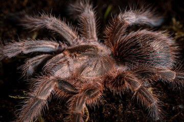 Chilean rose tarantula grammostola rosea
