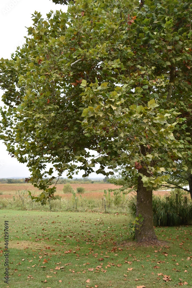 Sticker autumn sycamore tree