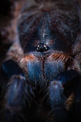 Brazilian blue tarantula Pterinopelma sazimai