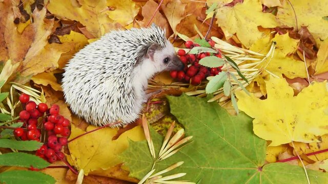 Little hedgehog on fallen autumn leaves background at Indian summer time