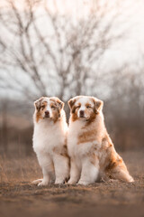 australian shepherds two dogs in the field