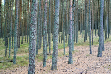 Pine forest on the Curonian Spit in the early morning