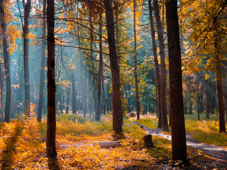 Fototapeta premium Autumn morning in the forest. Yellow leaves on trees in woodland. Beautiful nature for background. Fall colors in the woods. 