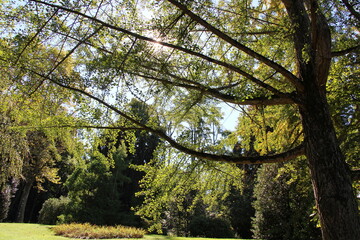 Gardens at the Lago Maggiore