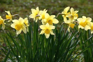 Spring day in a garden. Fresh flowers of narcissuses create excellent mood.