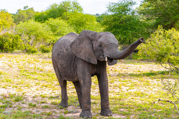 Big FIVE African elephant Kruger National Park safari South Africa. - obrazy, fototapety, plakaty