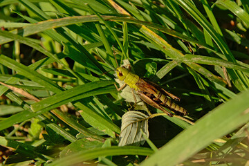 grasshopper sitting in the grass