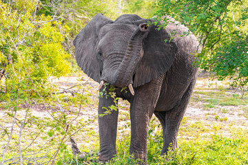 Naklejka premium Big FIVE African elephant Kruger National Park safari South Africa.
