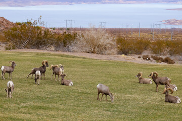 Rams herd in the wild